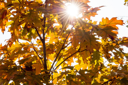 美丽的秋天的树叶与阳光
