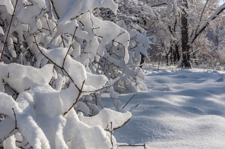 冬天雪公园树木