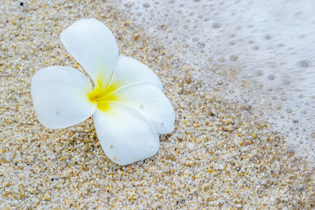 热带花卉素馨花在沙滩上