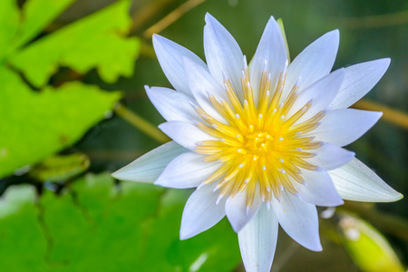 睡莲或莲花池塘里朵美丽的花