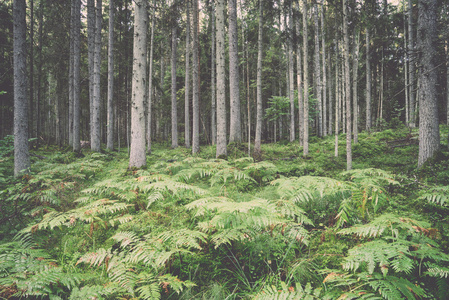 老的森林，长满了苔藓覆盖树木和太阳的光线。年份