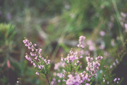 特写的美丽绿色的植物，与模糊背景。年份