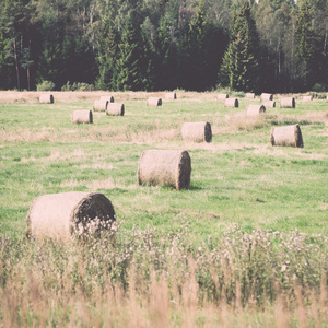 卷的干草在绿色的田野。年份