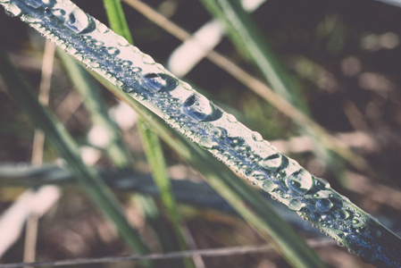 草与雨滴在清晨的阳光海滩。年份