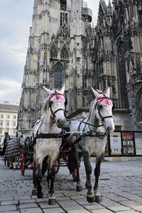 马等待拂游客在维也纳，奥地利美丽的城市