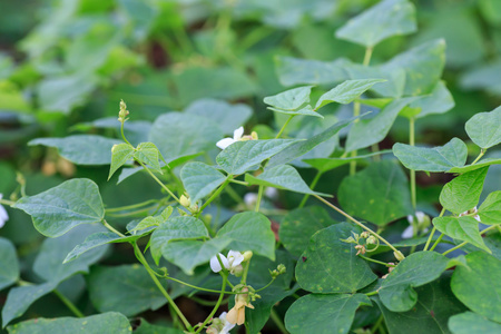 巴西的招牌菜(将黑豆与各式各样的烟熏干肉以小火炖煮而成)墨西哥卷饼