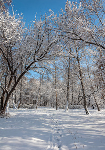 冬季森林雪公园