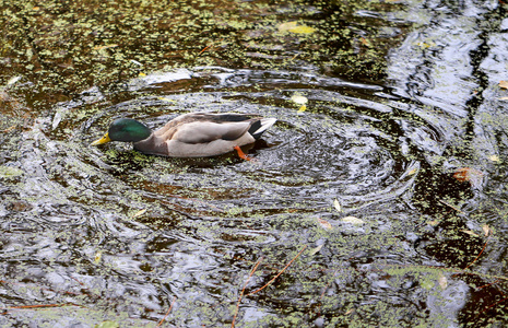 鸭在池塘里