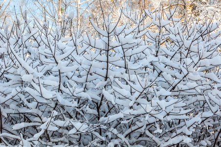 雪分支天空抽象背景