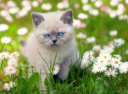 在黛西草坪的暹罗小猫
