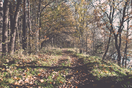 在树林里的秋天彩色的旅游步道。年份