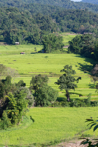 农业栽培的绿色阳台稻田