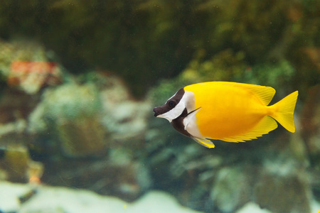 在水族馆的黄色小鱼