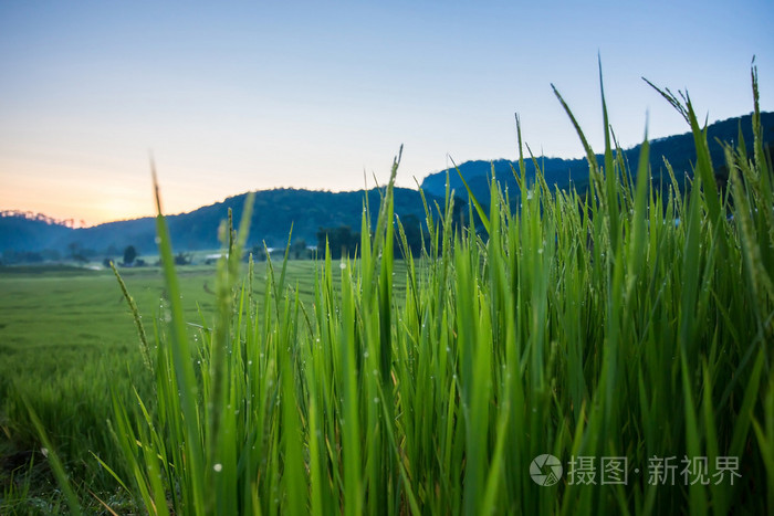 绿色稻田水稻中的农业种植园
