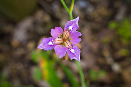 紫色虹膜花特写镜头