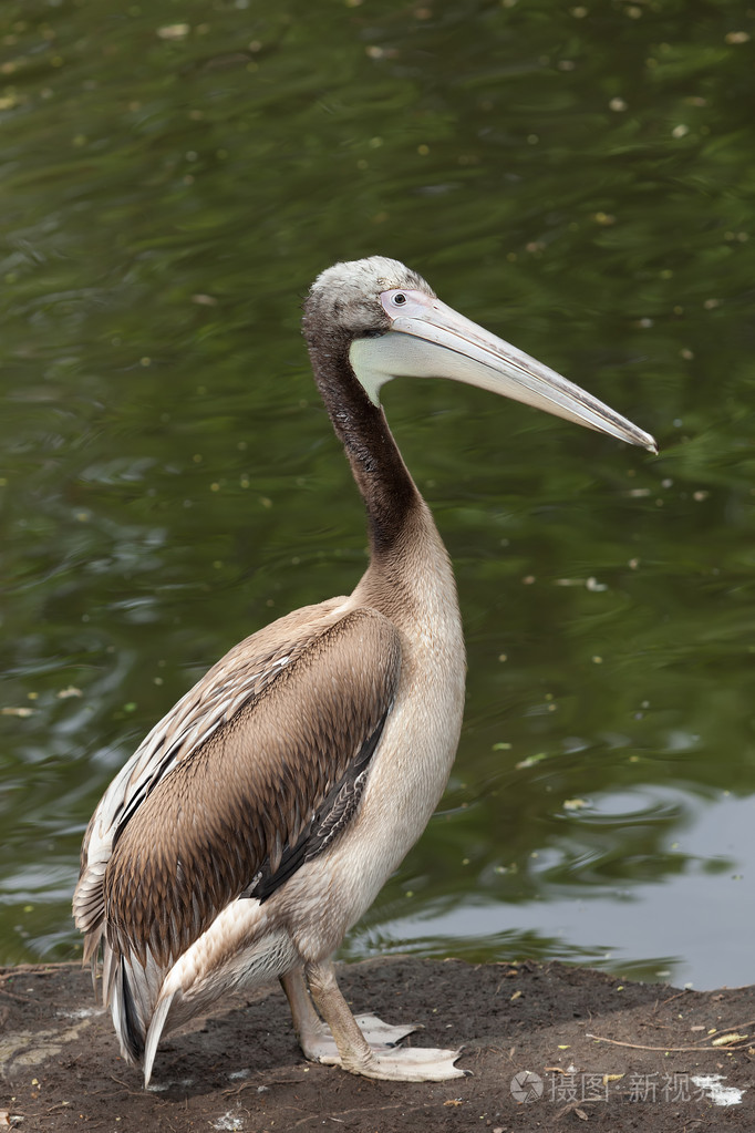 雏鸟的一只鹈鹕在沙滩上