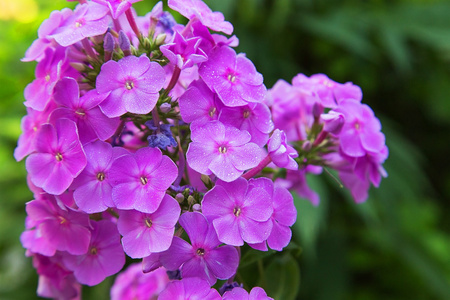 美丽的紫色花园花