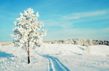 山上覆盖着孤松雪