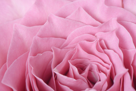 粉红玫瑰盛开的特写