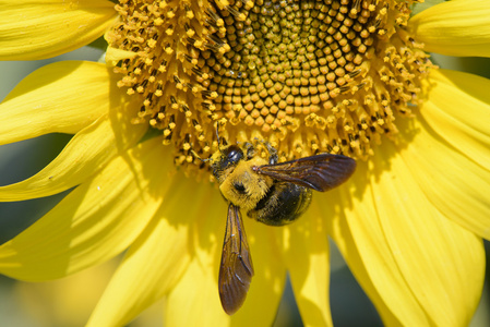 一只蜜蜂在向日葵上的特写