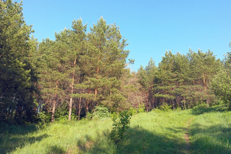 美丽的夏天风景