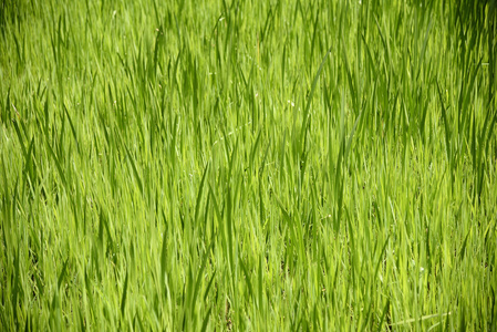 绿色水草的特写