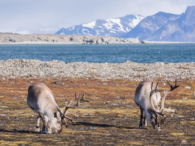野生北极驯鹿斯匹次卑尔根，斯瓦尔巴德群岛