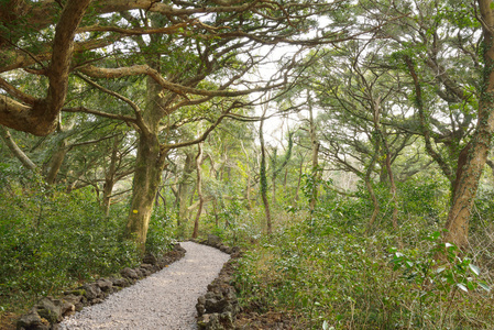 在济州岛，肉豆蔻森林公园在韩国叫 Bijarim