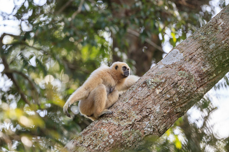 白色丘比特的长臂猿挂在一棵树上的白色长臂猿其中白交长臂猿猴长臂猿