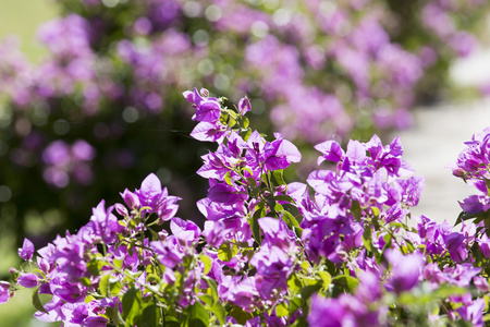 紫罗兰色 bouganville 花
