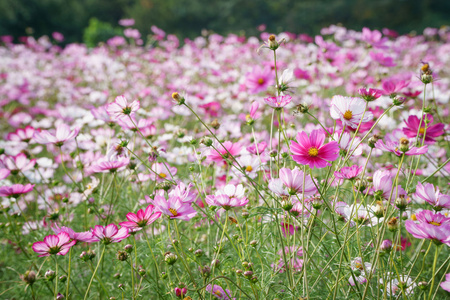 波斯菊花海字段中