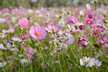 波斯菊花海字段中