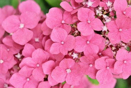 粉红色的绣球花的特写