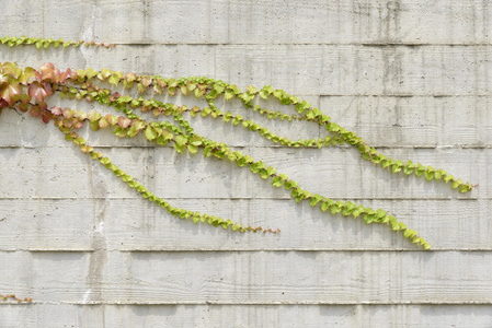 爬藤月季图片-爬藤月季素材-爬藤月季插画-摄图新视界