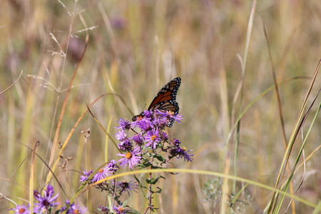 帝王蝶在新英格兰紫菀