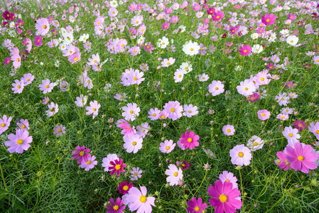 波斯菊花海字段中