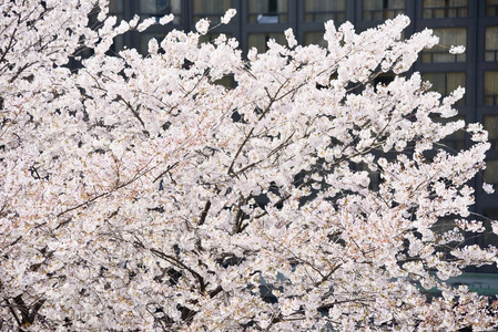 清新的韩国樱花盛开