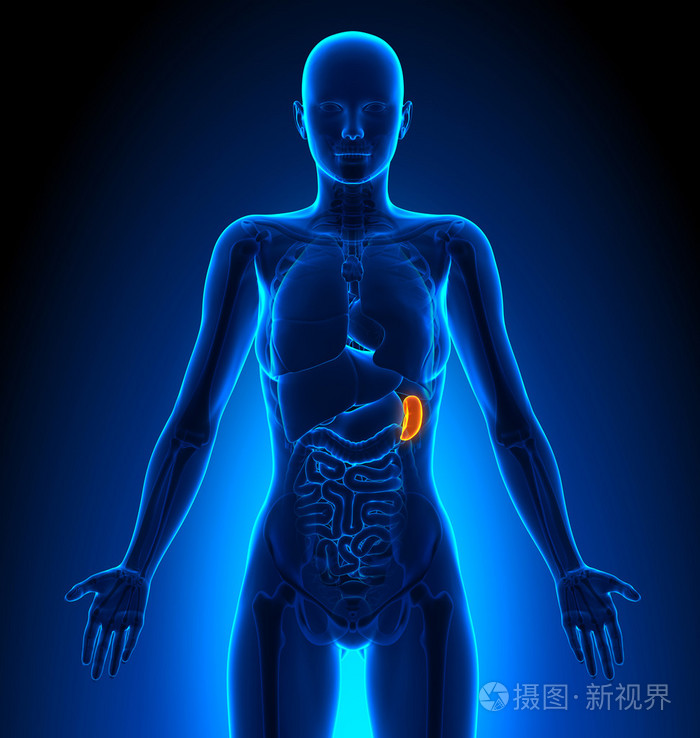 脾雌性器官人体解剖学