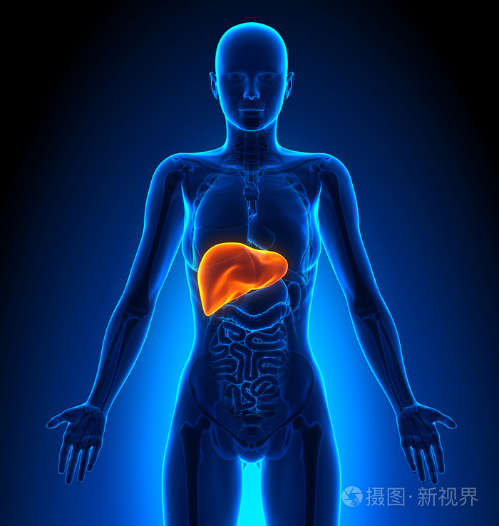 肝脏雌性器官人体解剖学