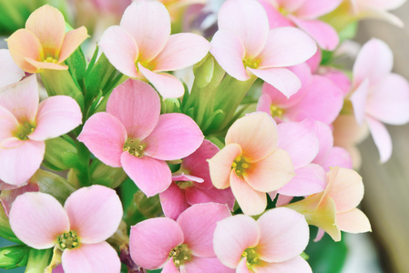 粉红色的彩色的长寿花的特写图片