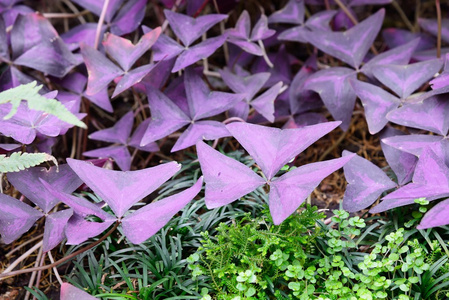 小的软的紫色的花向黑暗的背景在椅子上三角紫叶酢浆草紫色或假三叶草