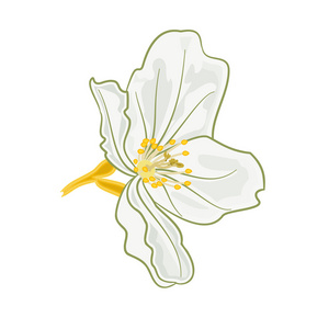 茉莉花孤立的矢量照片