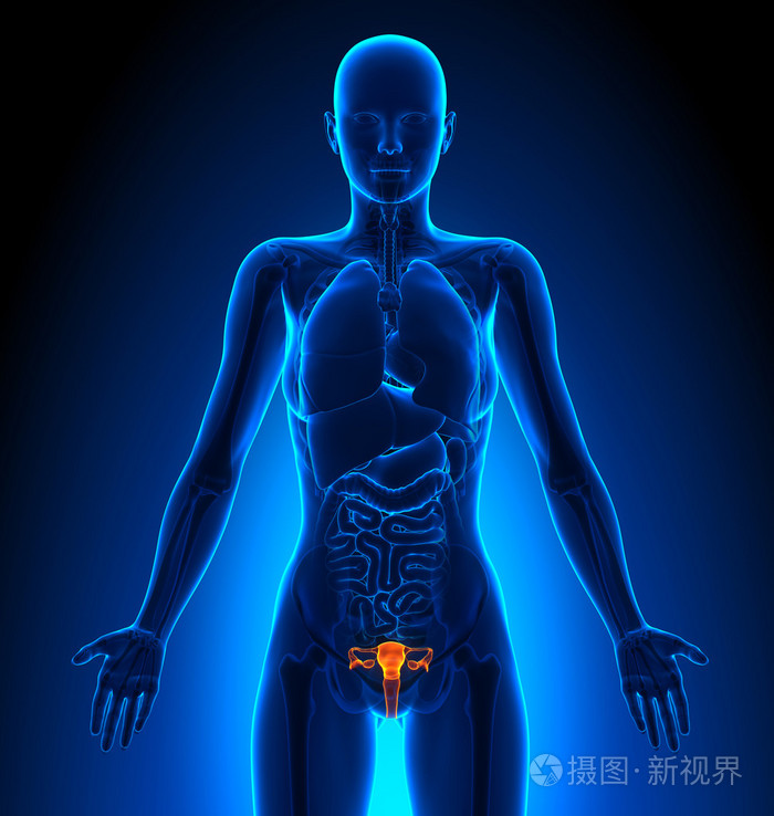 生殖系统雌性器官人体解剖学