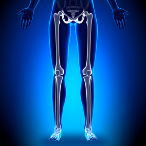 女性的腿解剖骨骼