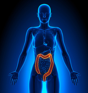 结肠模型结肠-雌性器官-人体解剖学照片