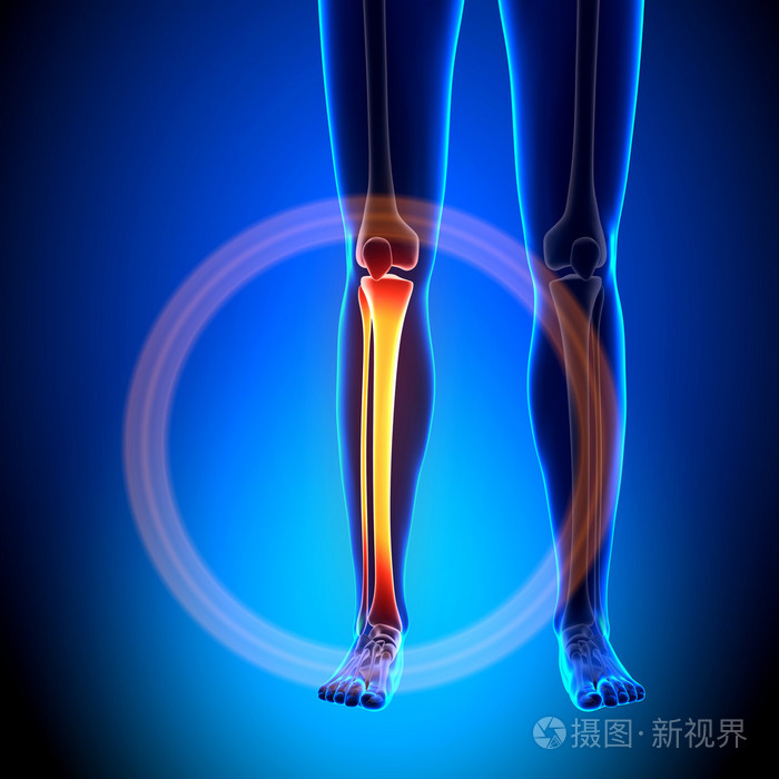 女性胫骨 腓骨 解剖骨骼照片 正版商用图片1hde98 摄图新视界 女性胫骨 腓骨 解剖骨骼照片 正版商用图片1hde98 摄图新视界