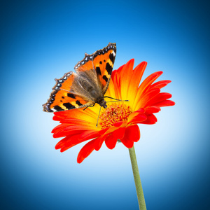 通心粉背景美丽的面食以蝴蝶的形式.蝴蝶之狼的彩色面食背景圣诞故事.