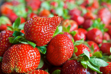 红熟的新鲜草莓