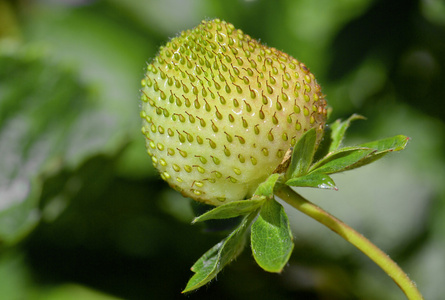 生长在植物上的绿色 strawberrie