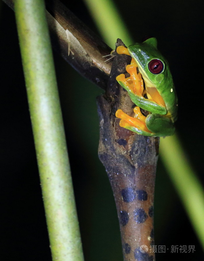 红眼树蛙执着来厂,夜晚